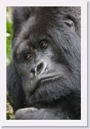 12SabyinyoGroup - 39 * Silverback Guhonda.